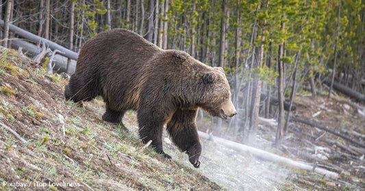 Grizzly Bears Set to Be Restored to Washington State's North Cascades