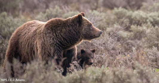 Beloved Grizzly Bear Known as 'Queen of the Tetons' Killed in Vehicle Collision