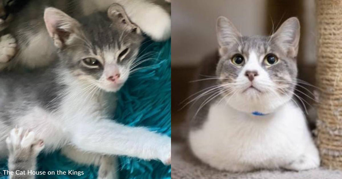 Cat with Star Wars-Themed Name is Asking People to Use The Force to Get Him Adopted