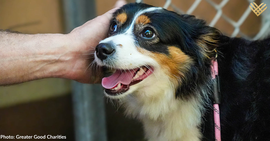 A happy dog enjoys gentle petting from a person.