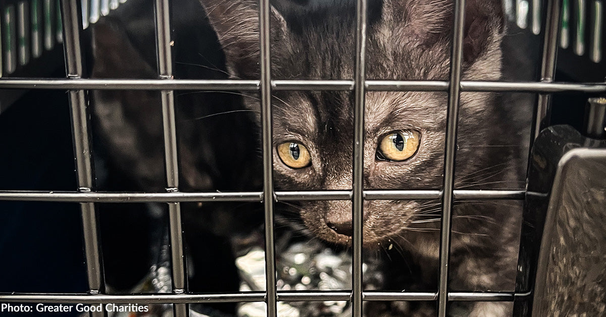 Cats and Dogs at Overcrowded Shelters Waiting for Their One-Way Ticket to Freedom