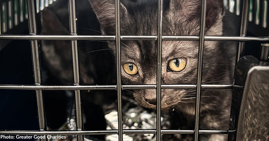 Cats and Dogs at Overcrowded Shelters Waiting for Their One-Way Ticket to Freedom