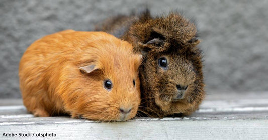 March is Adopt a Guinea Pig Month, Learn Some Fun Facts About These Sociable Pets