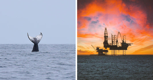 Oil Industry Expansion Pushes Gulf Whales to the Edge of Extinction