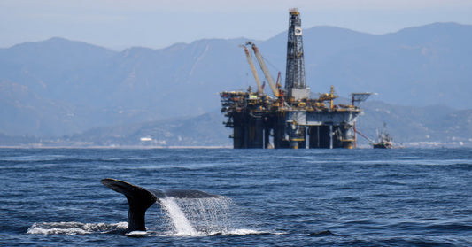 Trump Administration's Gulf Drilling Exemption Puts Rare Wildlife In Deep Danger
