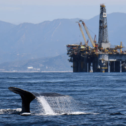 Protect Endangered Species From Dirty Gulf Oil Drilling