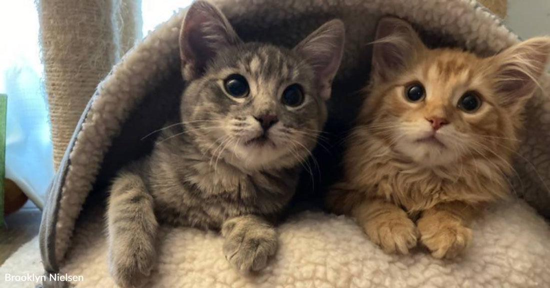 Couple Adopts and Spoils Two 'Wobbly' Cats with Cerebellar Hypoplasia