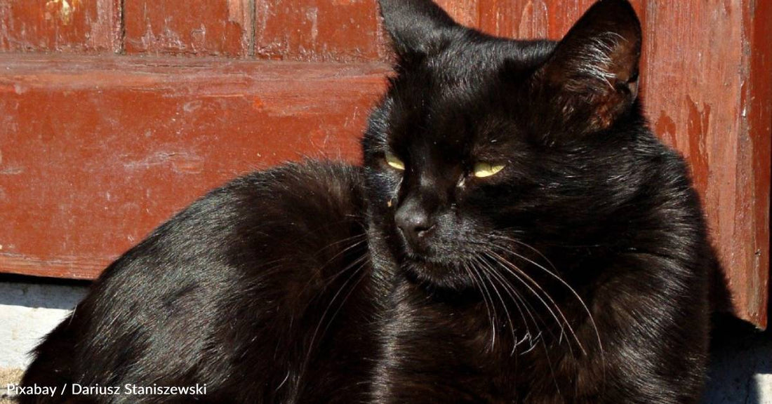 Unsure Which Pet to Choose, Woman Uses Her Lucky Number to Pick a Cat at the Shelter