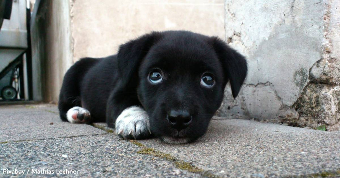 Woman Uses Pop-Tart to Lure Stray Dog to Safety