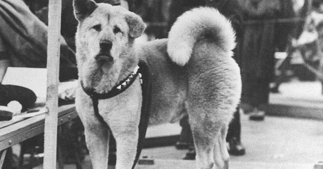 The Heartwarming Story of Hachikō, The Loyal Dog of Shibuya Station