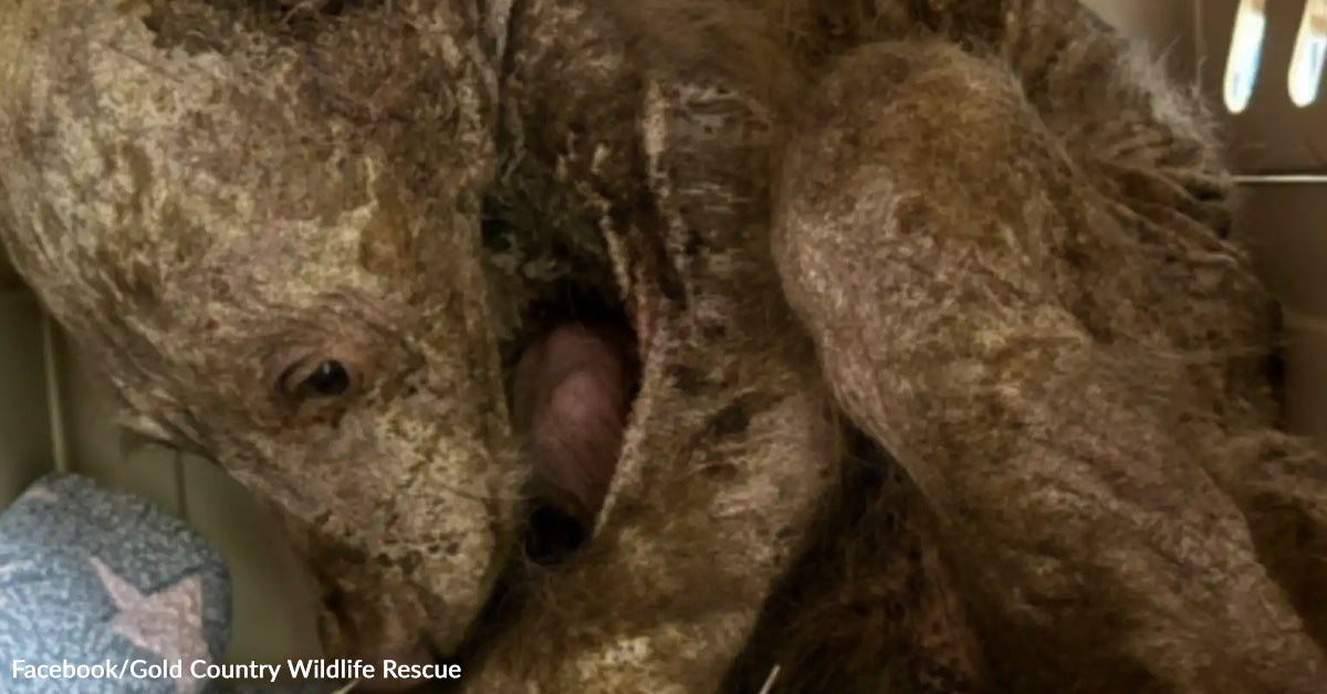 Orphaned, Hairless Bear Cub Arrives Afraid And Now Seems to be Fully Unrecognizable Orphaned, Hairless Bear Cub Arrives Afraid And Now Seems to be Fully Unrecognizable