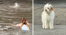 Split image showing a person swimming toward a small white dog in floodwater on the left and the wet dog standing safely on pavement on the right.