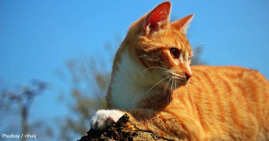 Cat 'Tries to Tell' New Homeowner that She Lives There, Too, But the Human Takes Convincing