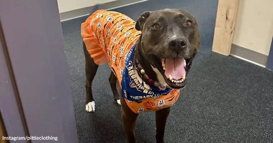 Black dog wearing an orange dress and blue bandana, standing in a hallway and smiling with tongue out.