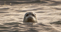 A harbor seal’s head peeking above the surface of golden, sunlit water, staring directly at the camera.