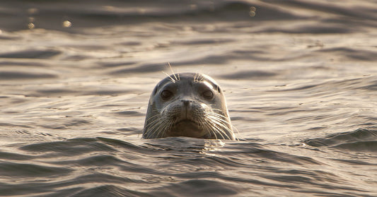 A harbor seal’s head peeking above the surface of golden, sunlit water, staring directly at the camera.