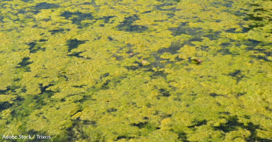 New CDC Report Shows Harmful Algal Blooms Are Making People and Animals Sick