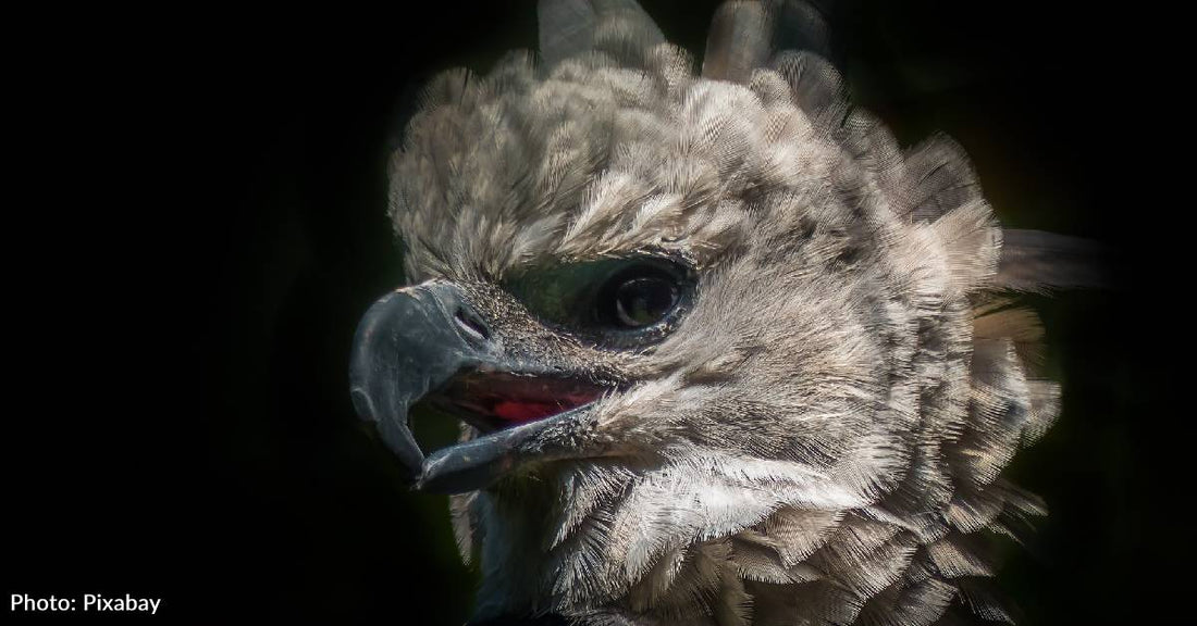 10 Amazing Facts About The Harpy Eagle