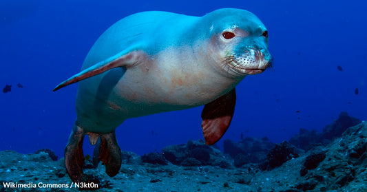 Biodiversity on the Brink in Hawai'i's Escalating Environmental Emergency