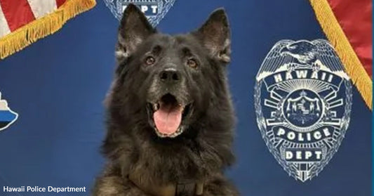 Police K9 Dies After Being Left To Suffer In Hot Car