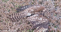 Brown hawk lying motionless on dry grass with wings partially extended and feathers splayed.