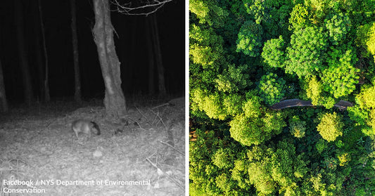 Headless Mystery Animal Caught On New York Trail Camera Baffles Viewers