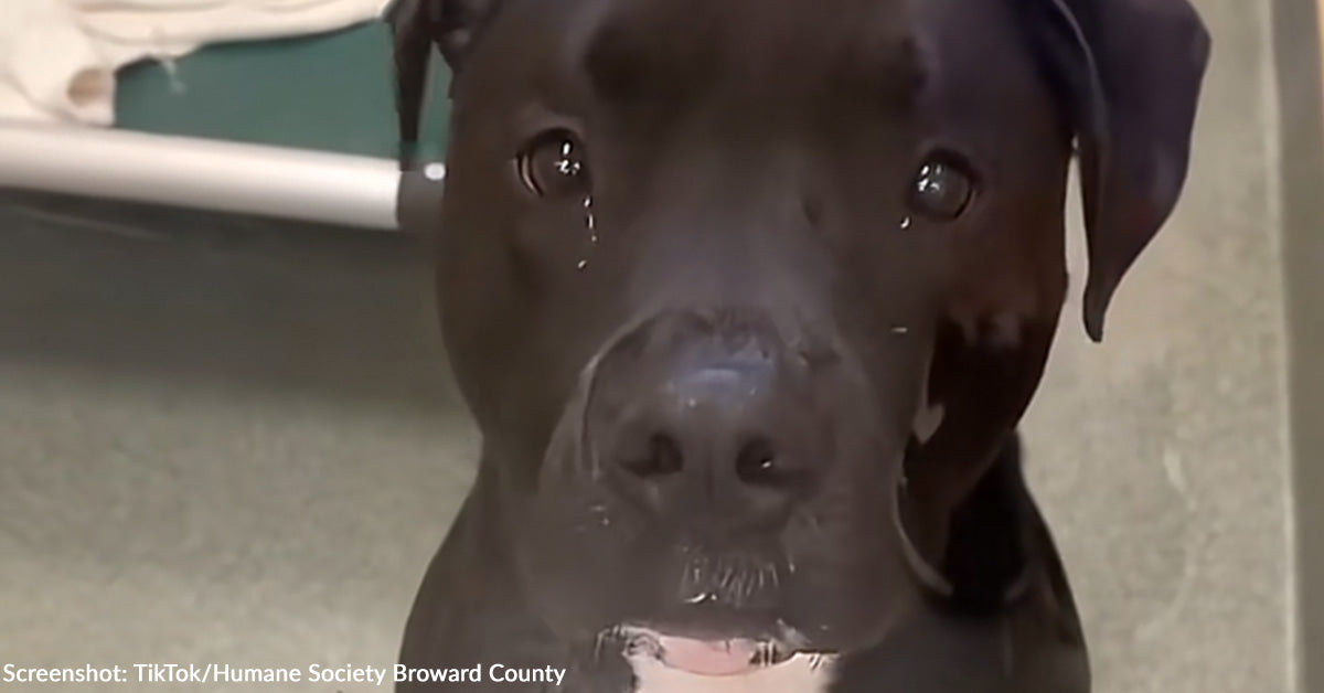 Heartbroken Dog Looking for New Home After Owner Passes Away