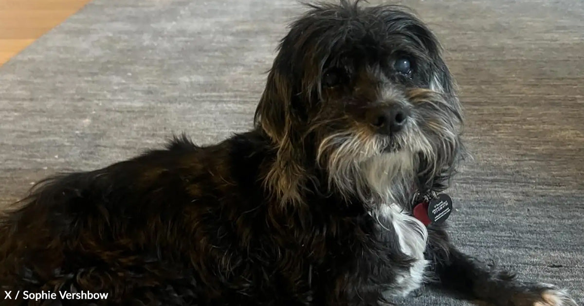 Senior Canine Watches Heartbroken As She’s Neglected At Adoption Occasion