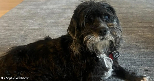 A black and white dog relaxes on a gray rug, looking attentively at the camera.