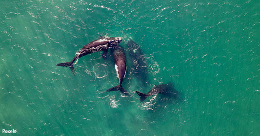 Heavy Metal Sounds Send Killer Whales Into A Frenzy During Standoff With Sailors