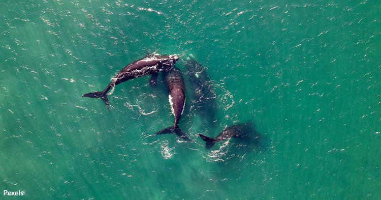 Heavy Metal Sounds Send Killer Whales Into A Frenzy During Standoff ...