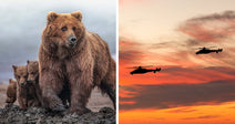 Split image showing a brown bear with three cubs on a muddy shore on the left and military helicopters flying across a sunset sky on the right.