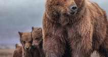 Large brown bear stands on muddy ground near the shore while three cubs cluster beside her.