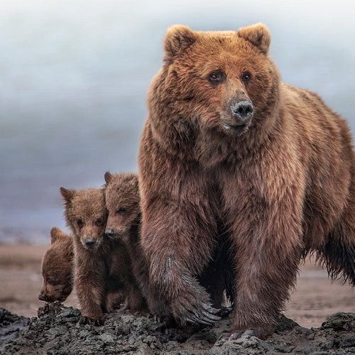 Large brown bear stands on muddy ground near the shore while three cubs cluster beside her.