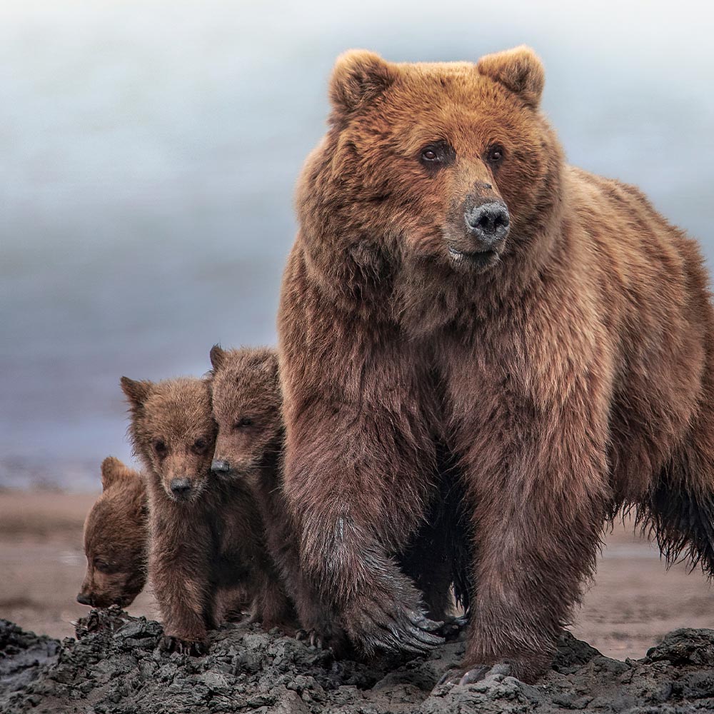 Large brown bear stands on muddy ground near the shore while three cubs cluster beside her.