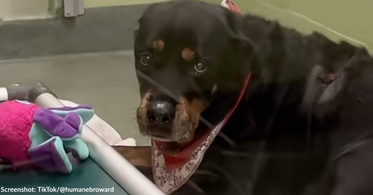 Senior Canine Who Stayed by Late Proprietor’s Facet By means of Alzheimer’s Wants Loving Residence Senior Canine Who Stayed by Late Proprietor’s Facet By means of Alzheimer’s Wants Loving Residence