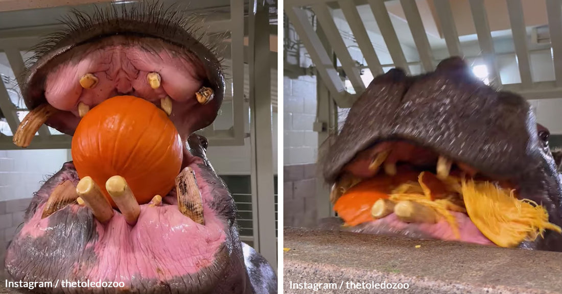 Watch Herbie the Hippo's Pumpkin Extravaganza