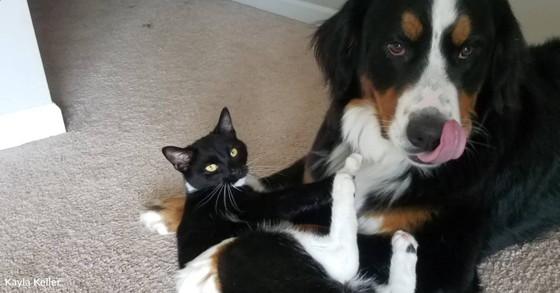 Stray Cat Adopts Family After They Pull Over for a Pit Stop for Their Dog