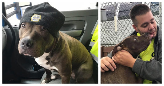 Man Traveled Across The Country To Rescue A Pit Bull That Was About To Be Euthanized