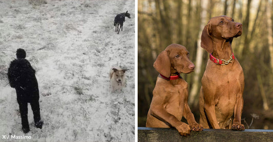 Viral Snow Photo Stuns Viewers Who Cannot Unsee the Hidden Truth