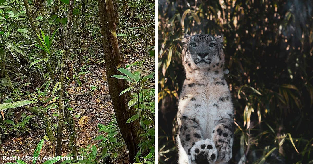 Camouflaged Predator Baffles Thousands in Viral Forest Photo