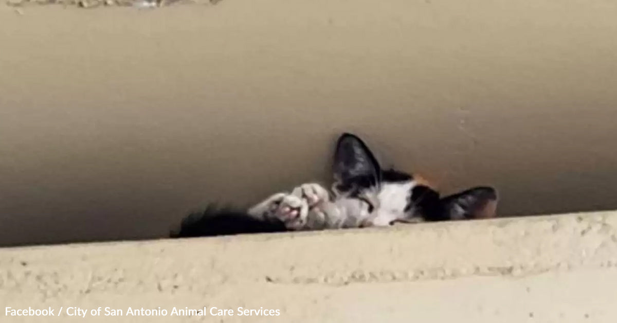 Rescuers Save Scared Kitten Stranded On Freeway Overpass, 16 Toes Above the Floor Rescuers Save Scared Kitten Stranded On Freeway Overpass, 16 Toes Above the Floor