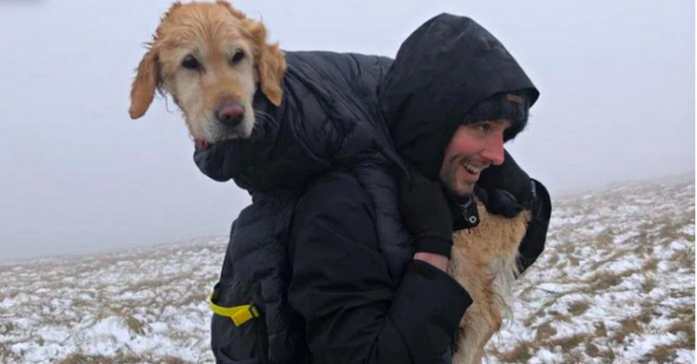 Golden Retriever Lost In Snowy Wicklow Mountains For Two Weeks Is Rescued By Hikers