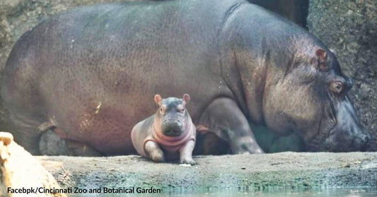 Bibi, the 23-Year-Old Hippo, Gives Birth to a Baby Boy at a Cincinnati Zoo