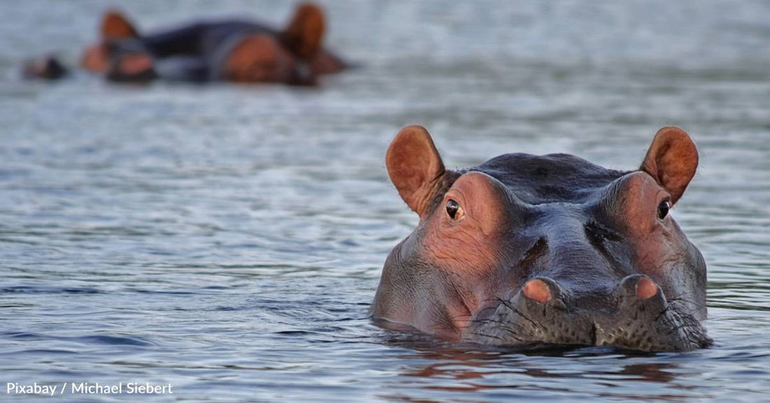 New Research Shows Hippos Can Fly... Well, Sort Of