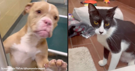 Adult Shelter Pets Anxiously Wait To Be Picked For "Holiday Sleepover"