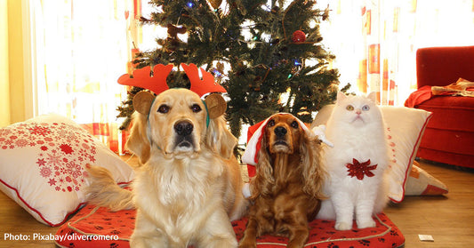 Holiday Traditions That Are Fun To Do With Pets