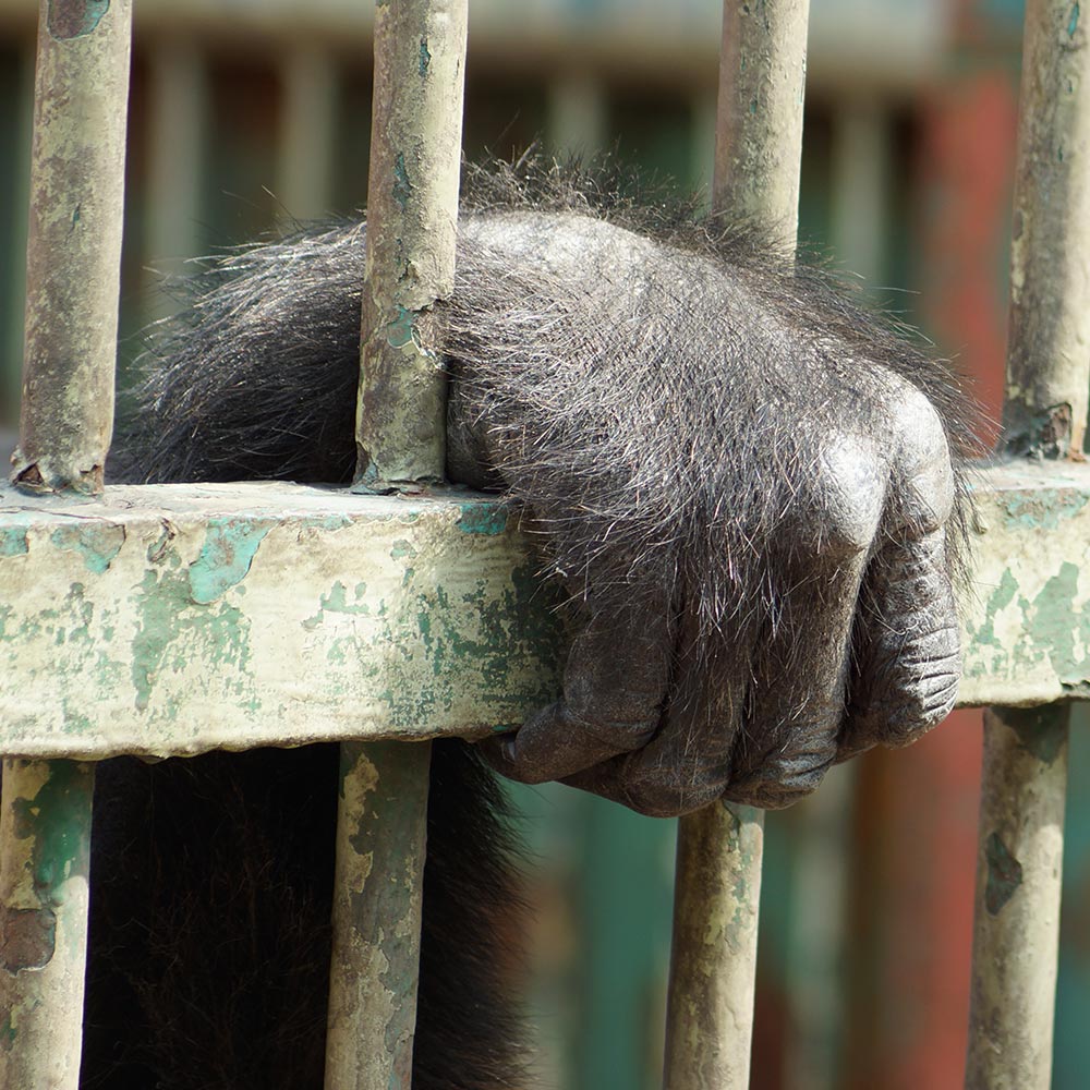 Hold Animal Abusers Accountable For The Suffering At Holtsville | The ...