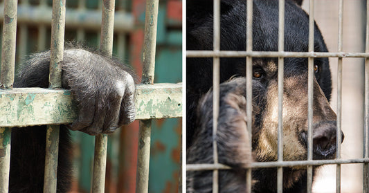 Whistleblowers Reveal Years of Silent Suffering at Public Zoo