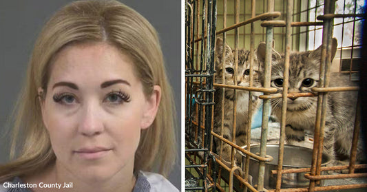 Split image showing a woman’s mugshot on one side and two kittens confined in a cage on the other.